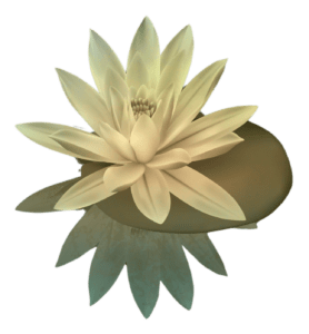 lotus no bg